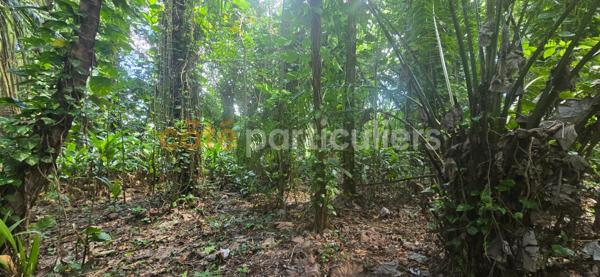 Vente Terrain3166 m² - LAMENTIN (97129)