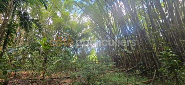 Vente Terrain3166 m² - LAMENTIN (97129)