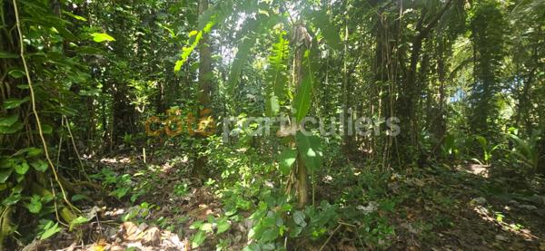 Vente Terrain3166 m² - LAMENTIN (97129)