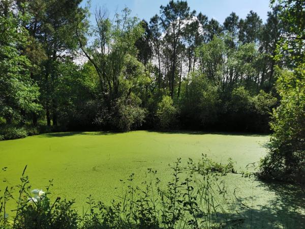 Vente / Maison en pierre