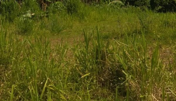 TERRAIN PLAT AVEC VUE SUR MONTAGNE