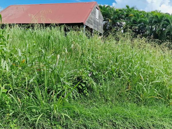 Terrain Le Vauclin 1215 m2