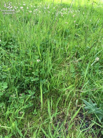 Terrain à ORIGNY EN THIERACHE