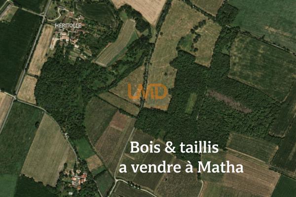 Bois, taillis – 6 361 m² – Matha
