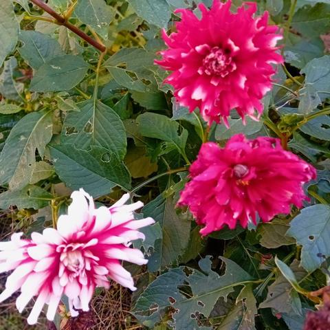 Opportunité rare -> Maison de ville à forte valeur ajoutée