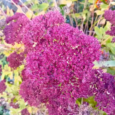 Opportunité rare -> Maison de ville à forte valeur ajoutée