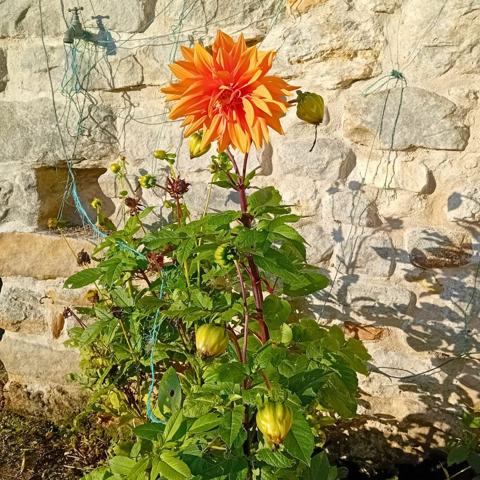 Opportunité rare -> Maison de ville à forte valeur ajoutée
