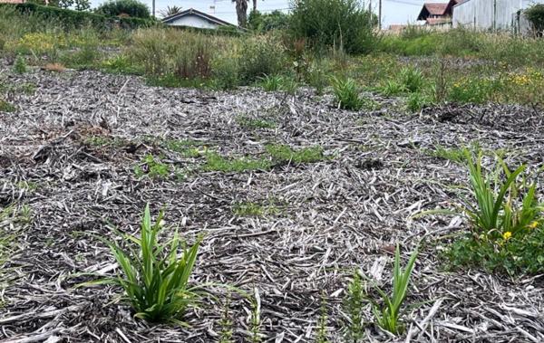 Vente Terrain Constructible Bidart