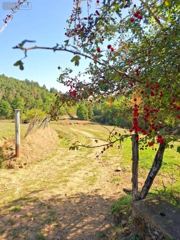 Achat - Maison Saint-Dier-d'Auvergne 63520 3 pièces 130 m 2 56416 m 2