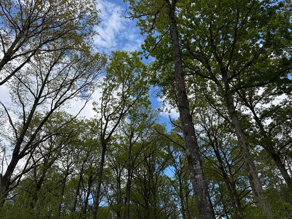 FORET DE 18.5 HECTARES - ENTRE LE MANS ET ALENCON , Le mans