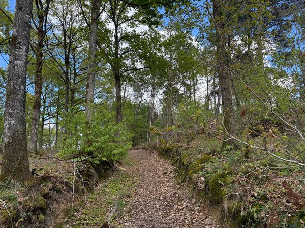 FORET DE 18.5 HECTARES - ENTRE LE MANS ET ALENCON , Le mans