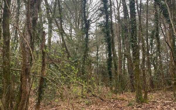 Terrain à vendre    Vielle-Saint-Girons