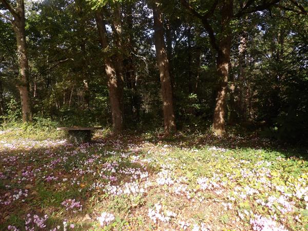 Maison style architecte des années 70 dans un cadre exceptionnel et lumineux.