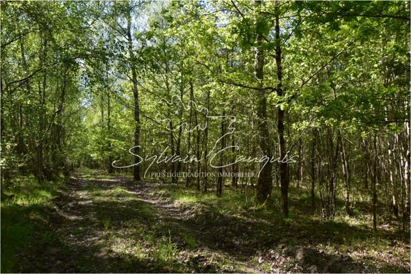 Territoire de Chasse de 171 hectares en Sologne