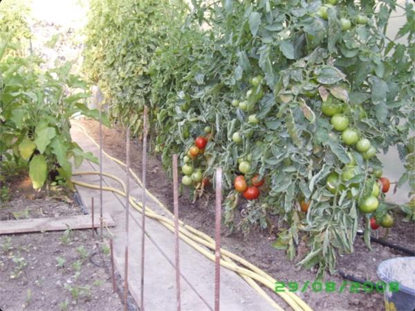 Terrain Andon 1600 m2