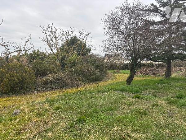 A VENDRE - TERRAIN CONSTRUCTIBLE A CHAMPTOCE-SUR-LOIRE