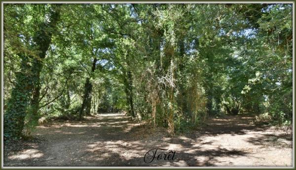 Vente / Domaine