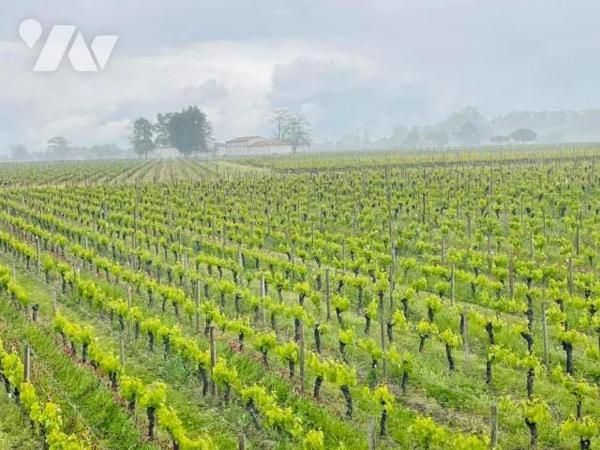 Propriété viticole à Vendre AOC Saint-Émilion Grand Cru (33330) en Gironde (33)

Nous vous pr...