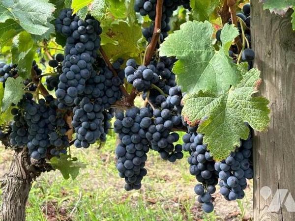 Propriété viticole à Vendre AOC Saint-Émilion Grand Cru (33330) en Gironde (33)

Nous vous pr...