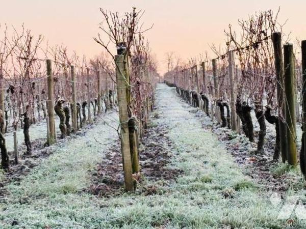 Propriété viticole à Vendre AOC Saint-Émilion Grand Cru (33330) en Gironde (33)

Nous vous pr...