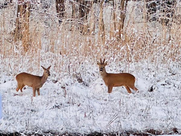 Divonne-les-Bains (01220) DIVONNE-LES-BAINS – SECTEUR PRISÉ – MAISON CONTEMPORAINE AVEC VUE PANORAMIQUE ET PISCINE