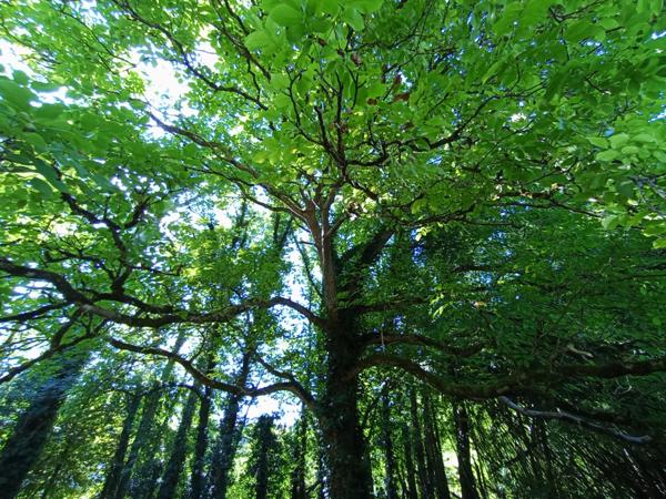 CELLES SUR BELLE (79) à vendre Ensemble immobilier à rénover avec dépendances et grand terrain arboré