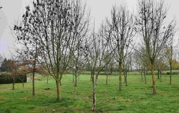 Vente Terrain ref.7259 loisirs avec plan d'eau Saint-cyr-en-pail