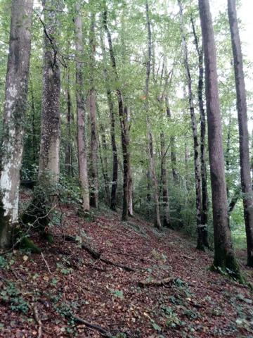Achat - Terrain de loisirs, bois, étangs | Bois Saint-Thomas-de-Courceriers 53160 2193 m 2