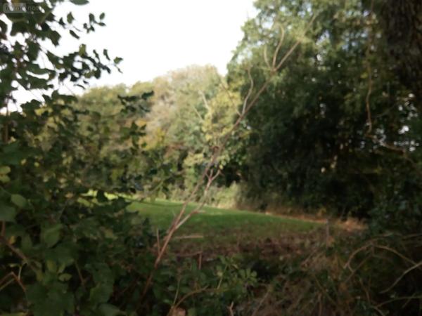 Achat - Terrain de loisirs, bois, étangs | Bois Saint-Thomas-de-Courceriers 53160 2193 m 2