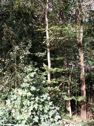 Achat - Terrain de loisirs, bois, étangs | Bois Saint-Thomas-de-Courceriers 53160 2193 m 2