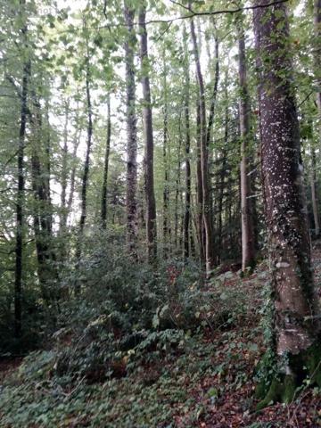 Achat - Terrain de loisirs, bois, étangs | Bois Saint-Thomas-de-Courceriers 53160 2193 m 2