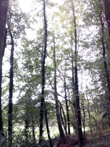 Achat - Terrain de loisirs, bois, étangs | Bois Saint-Thomas-de-Courceriers 53160 2193 m 2