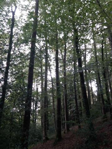 Achat - Terrain de loisirs, bois, étangs | Bois Saint-Thomas-de-Courceriers 53160 2193 m 2