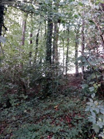 Achat - Terrain de loisirs, bois, étangs | Bois Saint-Thomas-de-Courceriers 53160 2193 m 2