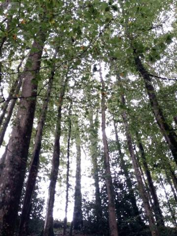 Achat - Terrain de loisirs, bois, étangs | Bois Saint-Thomas-de-Courceriers 53160 2193 m 2