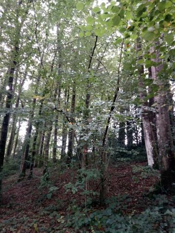 Achat - Terrain de loisirs, bois, étangs | Bois Saint-Thomas-de-Courceriers 53160 2193 m 2