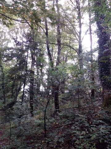 Achat - Terrain de loisirs, bois, étangs | Bois Saint-Thomas-de-Courceriers 53160 2193 m 2