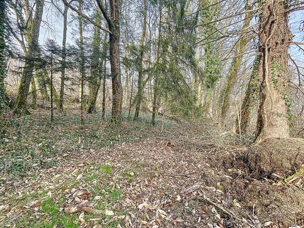 Maison a vendre Favars - 3 chambres - garage - vie de plain pied - jardin et bois