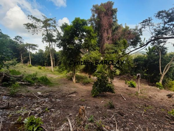 Terrain à LA TRINITE (97220)