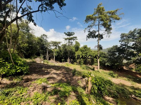 Terrain à LA TRINITE (97220)