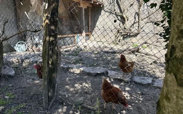 Maison à vendre    10 pièces •  Lancrans