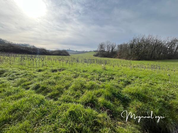 Moissac (82200) Vente pour investisseur 69 HA de terres agricoles biologiques polyculture-arboriculture Moissac 82