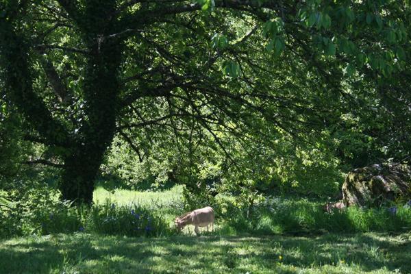 Belle ferme située dans une campagne vallonnée avec un gîte et 2 dômes géodésiques