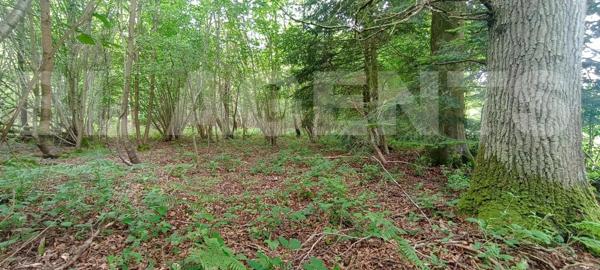 Bois d’un hectare 300 – Calme absolu – Idéal loisirs, chasse ou nature