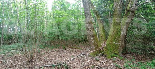Bois d’un hectare 300 – Calme absolu – Idéal loisirs, chasse ou nature