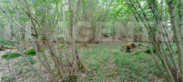 Bois d’un hectare 300 – Calme absolu – Idéal loisirs, chasse ou nature