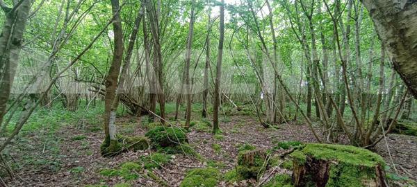 Bois d’un hectare 300 – Calme absolu – Idéal loisirs, chasse ou nature