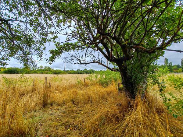 Maison de Plain-pied / 3 chambres / garage et son terrain de 9880m² à 2 minutes du centre !