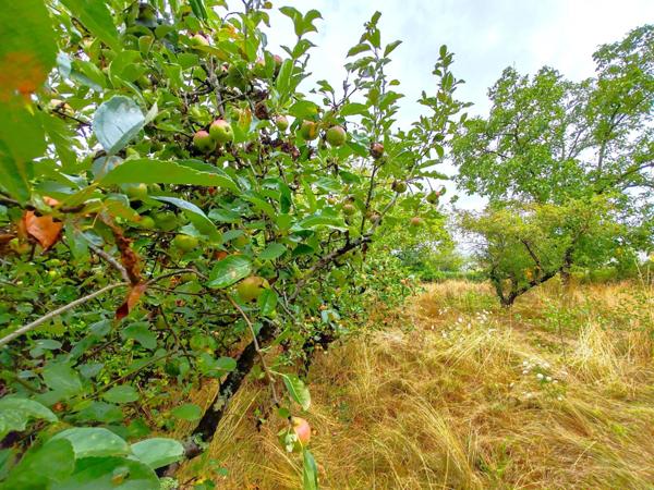 Maison de Plain-pied / 3 chambres / garage et son terrain de 9880m² à 2 minutes du centre !