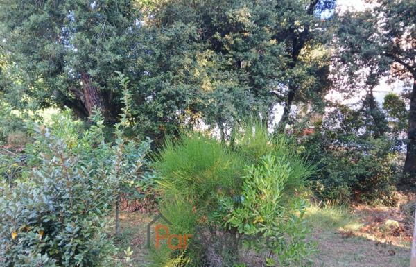 TERRAIN ARBORE à 100 M PLAGE DE NAUZAN